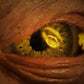 LAYAWAY DEPOSIT ONLY - The Lord of the Rings – Gollum 1:1 Scale Art Mask Exclusive Edition | PureArts