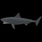 JAWS - Mechanical Bruce the Shark Scaled Prop Replica