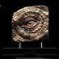 LAYAWAY DEPOSIT ONLY - Jurassic Park – Triceratops Eye Prop Reproduction | Elite Creature Collectibles