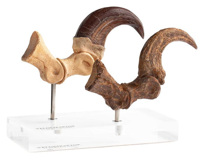 Jurassic Park – Velociraptor Foot Claw and Fossil Claw Set | Elite Creature Collectibles