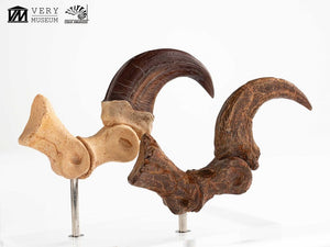 Jurassic Park – Velociraptor Foot Claw and Fossil Claw Set | Elite Creature Collectibles