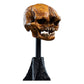 The Lord of the Rings - Official Weta Workshop Skull of a Misty Mountain Goblin